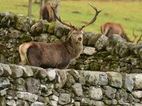 31-Knoydart-studio-Stag-copy