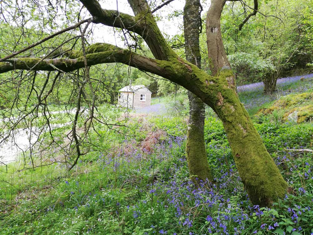 May-bluebells