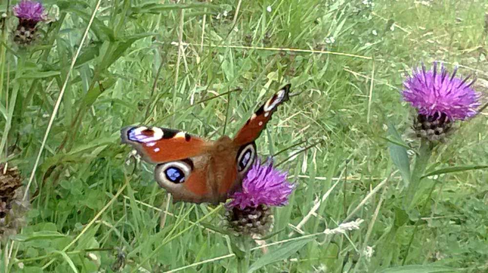 peacock-knapweed