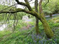 May-bluebells